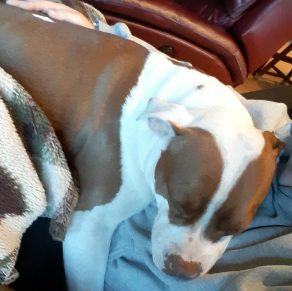 Meet your Posher, Bailey - Picture 1 of 1